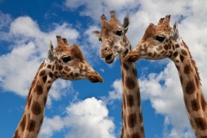 Girafes_trois
