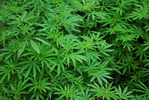 Cannabis_plants