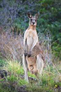 Kangourous_australie